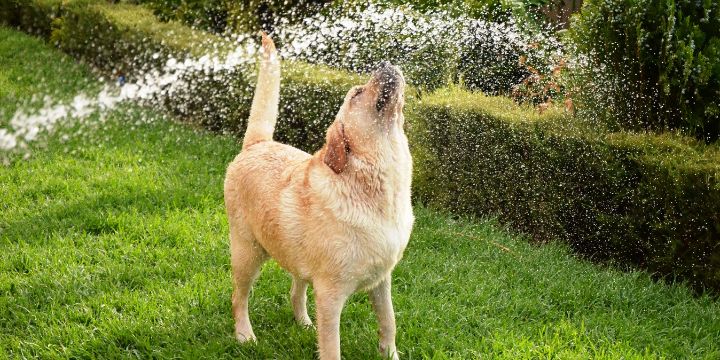 How to Keep Your Pets Cool This Summer