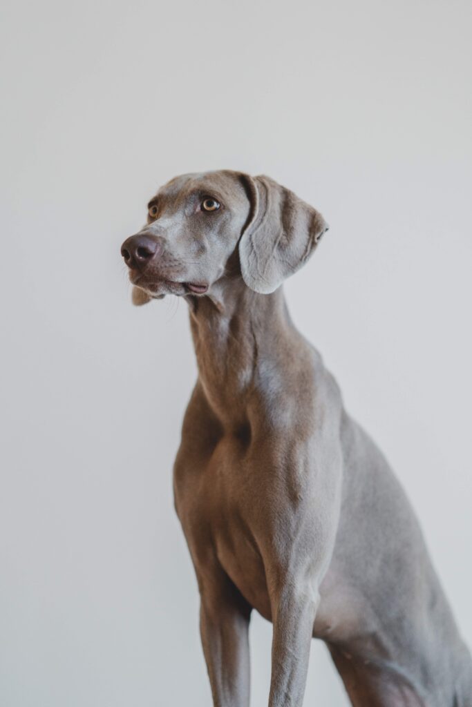 Moranbah Vet Clinic - Weimaraner Dog