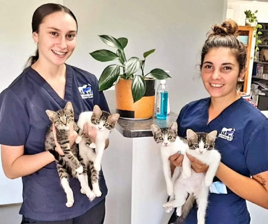 Moranbah Vet Clinic - Nurses with cute kitten patients