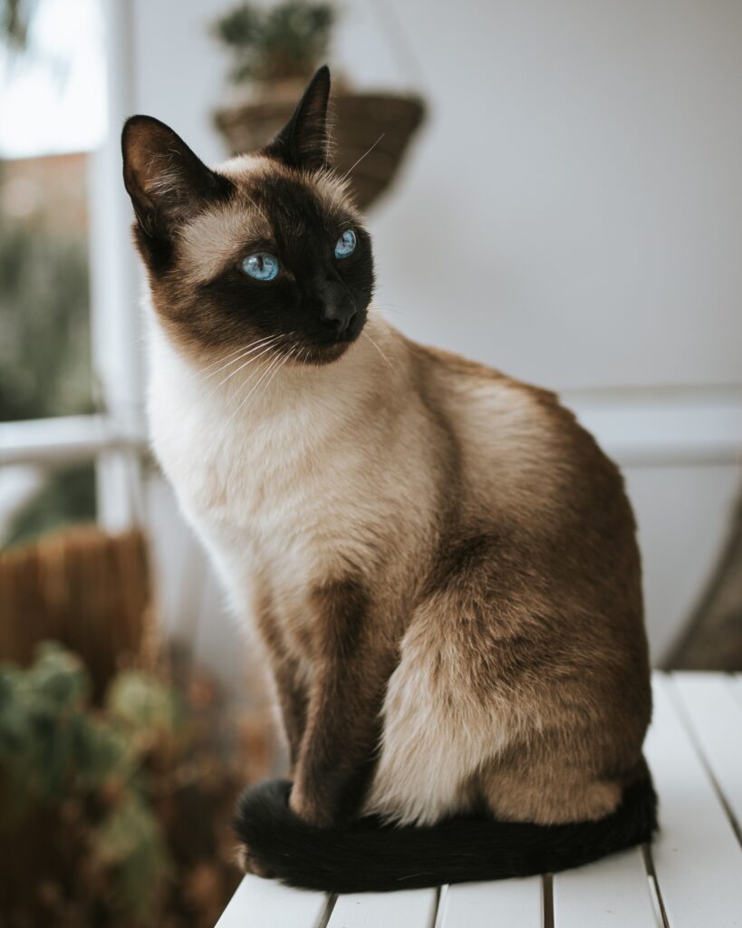 Moranbah Vet Clinic - Siamese Cat