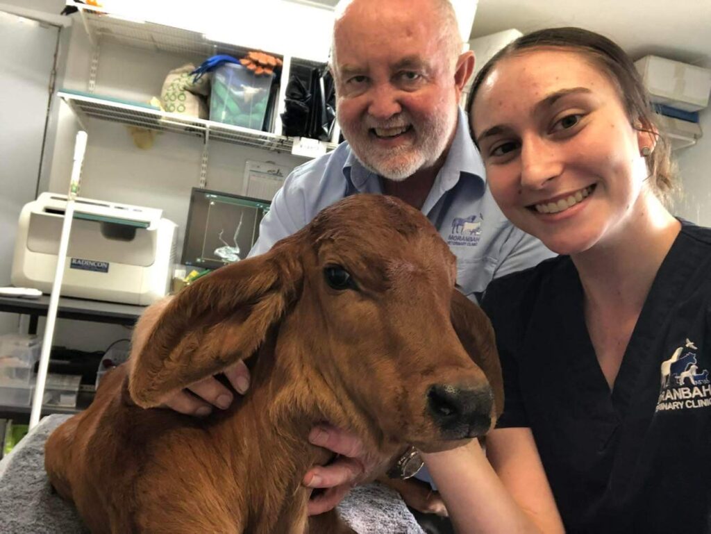 Moranbah Vet Clinic - Dr Jim treating a calf