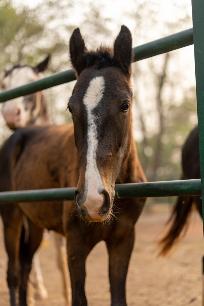 Moranbah Vet Clinic - Horse behind fence