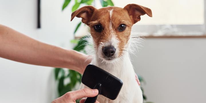 The Paw-sitive Impact of Pet Grooming