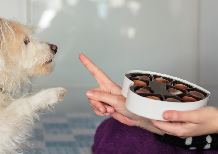 Navigate Chocolate Hazards for Pet