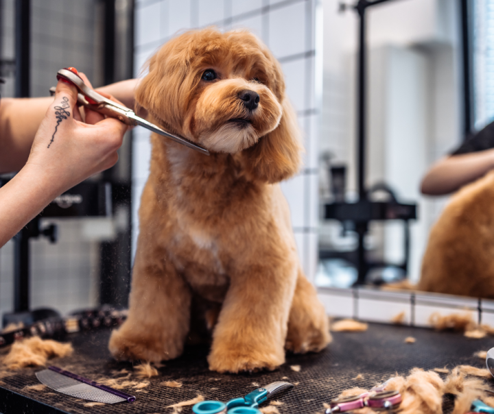 Pre-Spring Grooming Tips for Pets: Freshen Up for the New Season