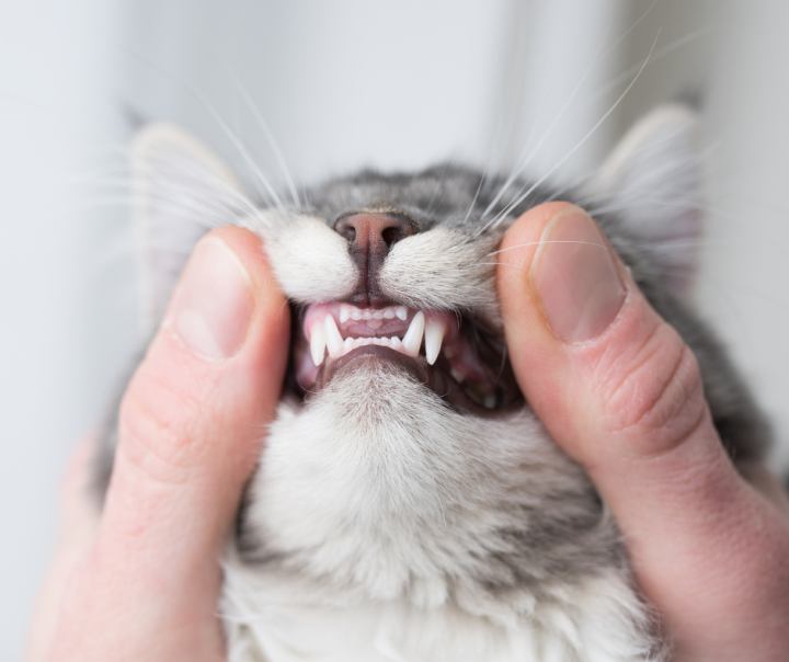 Dental Health Tips for Pets: Ensuring a Happy, Healthy Smile