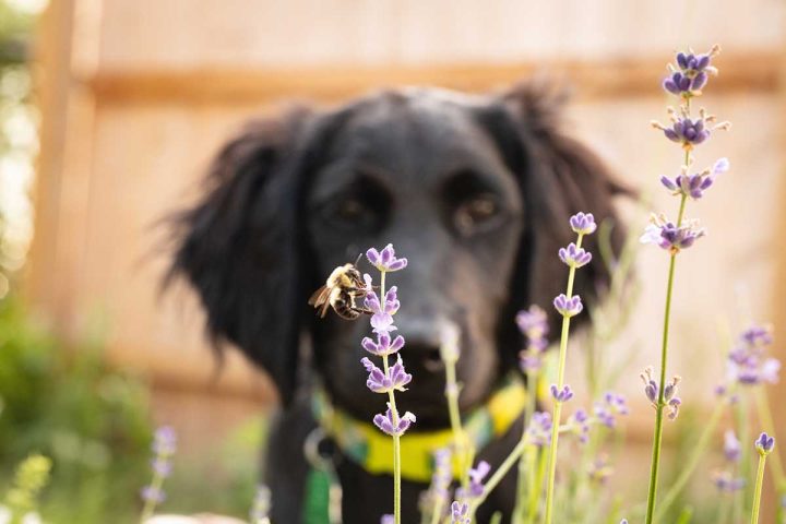 Pets and Bee Stings: What You Need to Know to Keep Your Furry Friend Safe 