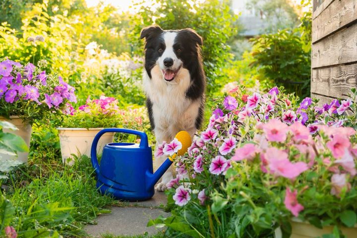 Spring Health Check: Must-Do Vet Visits for Your Pet’s Wellness 